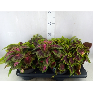 Plectranthus col.   ...mix 3 in pot
