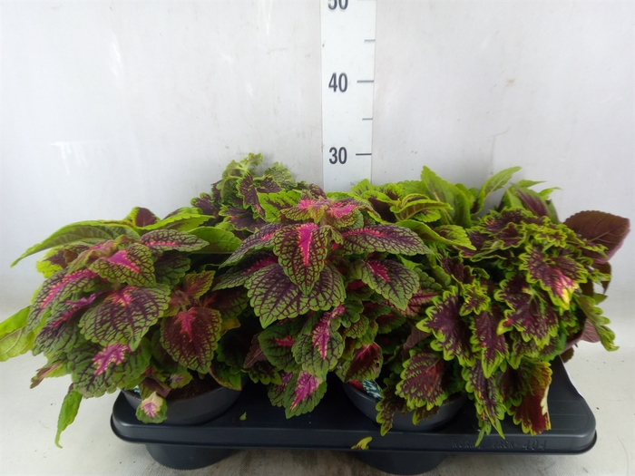 <h4>Plectranthus col.   ...mix 3 in pot</h4>