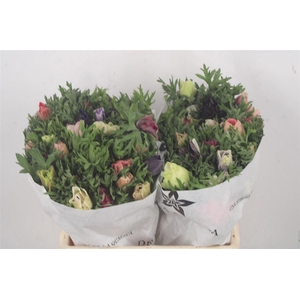 Anemone Mistral Mixed In Bunch