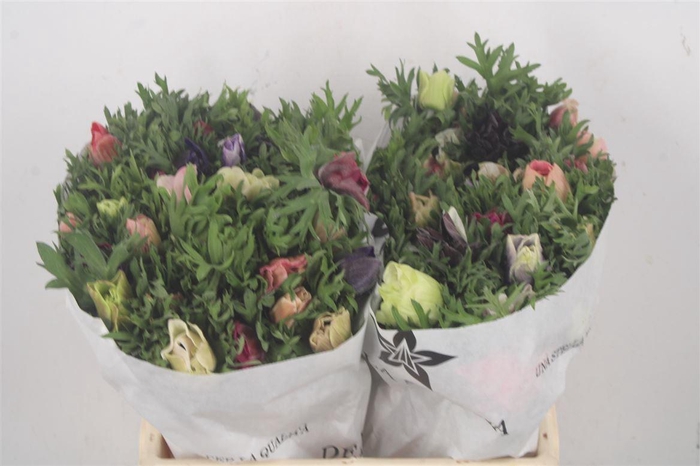 <h4>Anemone Mistral Mixed In Bunch</h4>