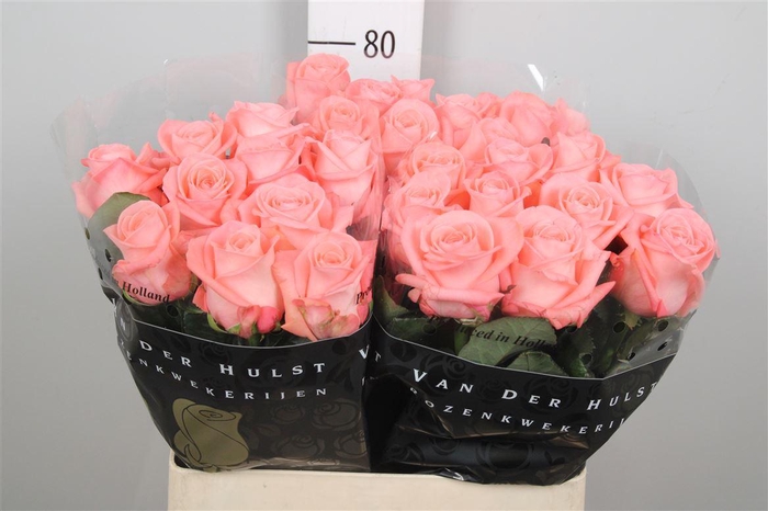 <h4>R Gr Big Girl</h4>