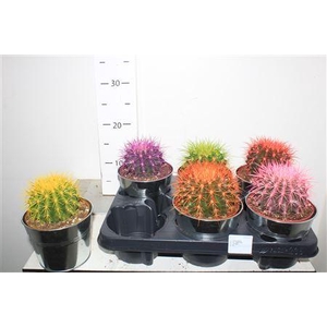 Echinoc Grusonii In Zink