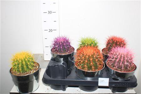 <h4>Echinoc Grusonii In Zink</h4>