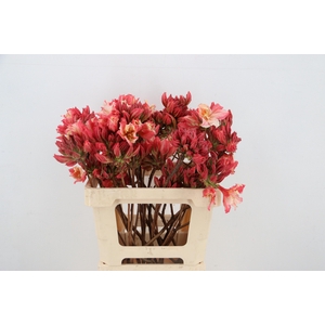 RHODO. OLD PINK 050CM