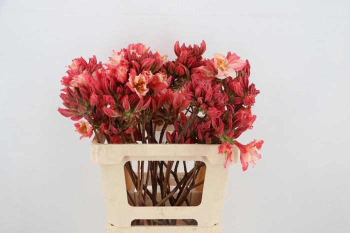 <h4>RHODO. OLD PINK 050CM</h4>