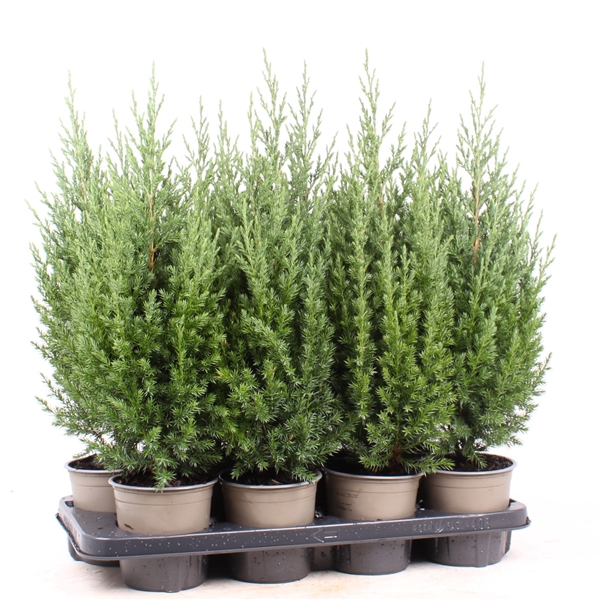 <h4>Juniperus chinensis 'Stricta'</h4>