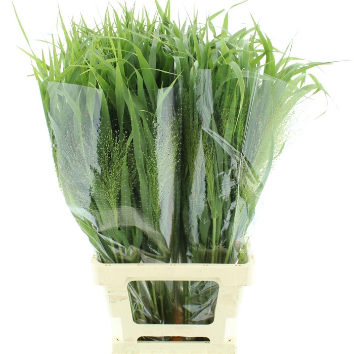 <h4>Panicum Fountain</h4>