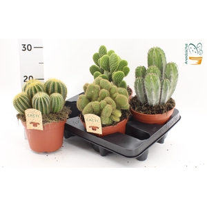 CACTUS GEM
