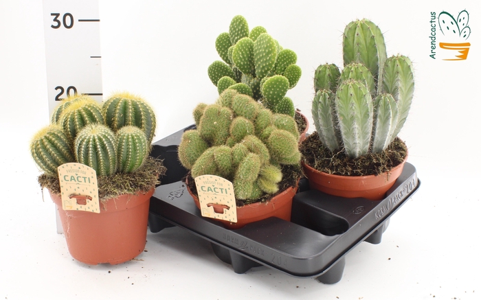 <h4>CACTUS GEM</h4>