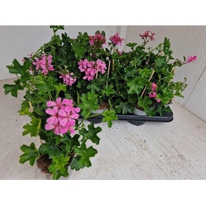 PEL PELT BALKON LILA