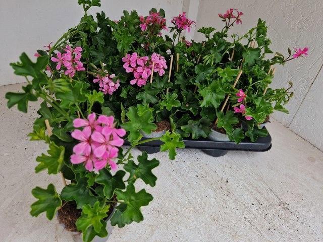 <h4>PEL PELT BALKON LILA</h4>