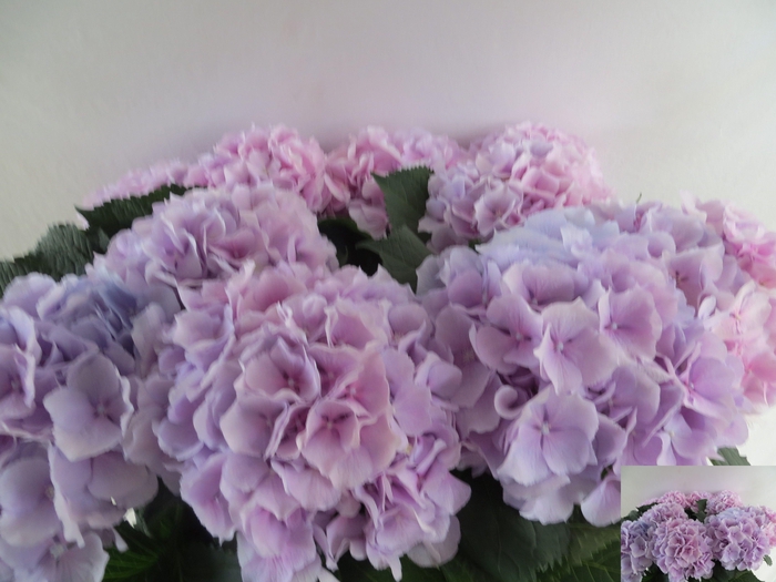 <h4>HYDR M CH VERENA BL</h4>