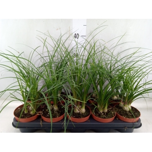 Beaucarnea recurvata