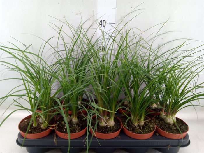 <h4>Beaucarnea recurvata</h4>