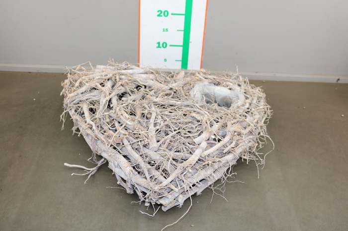 ROOT HEART+PL. WIT50CM