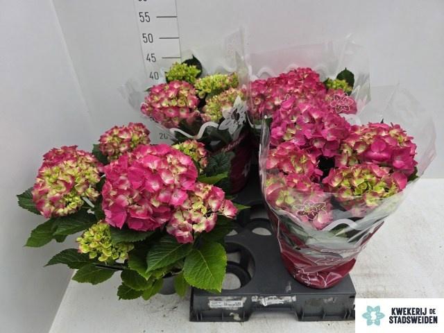 <h4>HYDR M AMSTERDAM</h4>