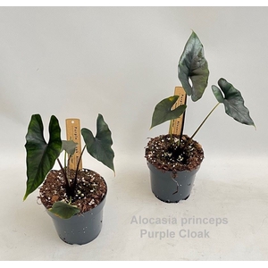 Alocasia