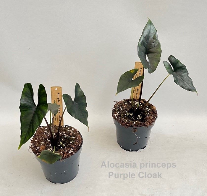 <h4>Alocasia</h4>