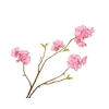 Prunus Cherry Blossom Pink