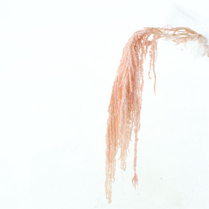 <h4>Pres Amaranthus Bleached Light Pink X L</h4>