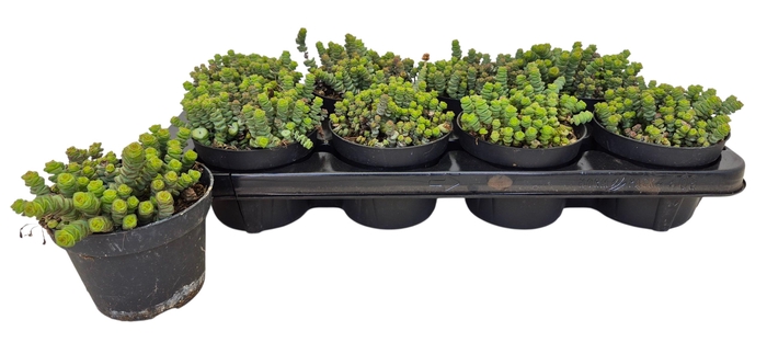 <h4>CRASS MARNIERIANA</h4>