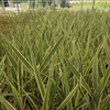 Phormium tenax