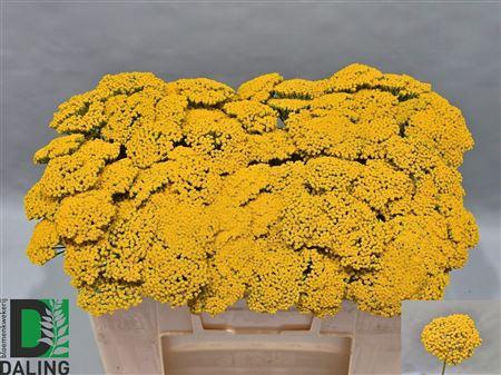 <h4>ACHILLEA F PARK VARIETY</h4>