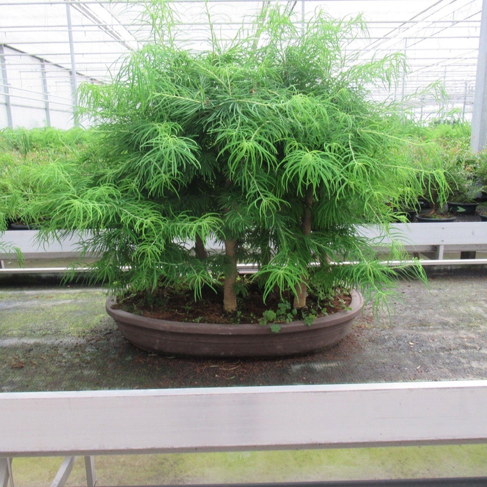 <h4>Pseudolarix groep ( forest)</h4>