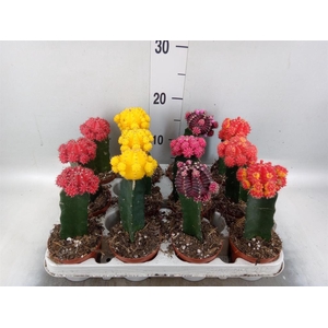 Gymnocalycium mihanov. 'Brasil'