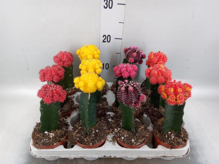 <h4>Gymnocalycium mihanov. 'Brasil'</h4>