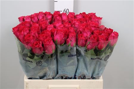 <h4>Rosa GR 'Madam Cerise'</h4>