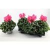 Cyclamen Gr Super Mammoth Roze