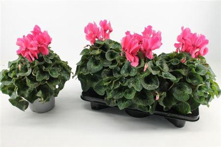 Cyclamen Gr Super Mammoth Roze