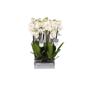Phalaenopsis White World, 4-spike 25+
