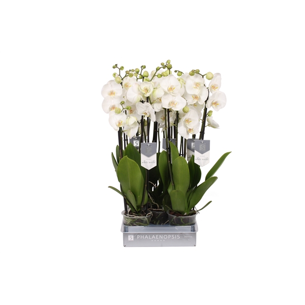 <h4>Phalaenopsis White World, 4-spike 25+</h4>