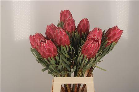 <h4>Protea Venus</h4>