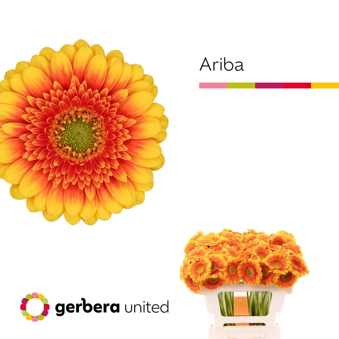 <h4>Germini Ariba  Water</h4>