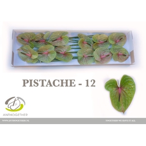 Anthurium Pistache