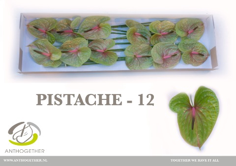 <h4>Anthurium Pistache</h4>