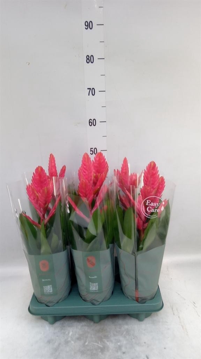 <h4>Vriesea   ...</h4>