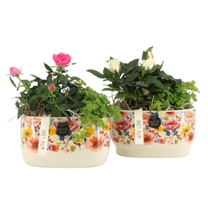 21821: Lovess arrangement