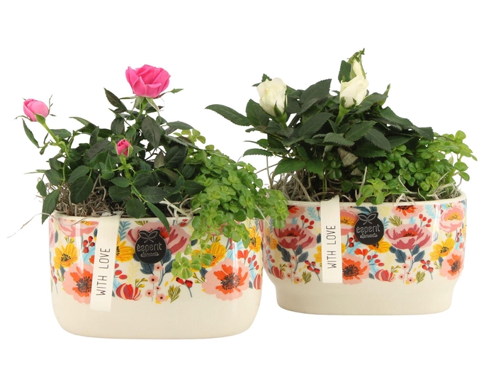 <h4>21821: Lovess arrangement</h4>