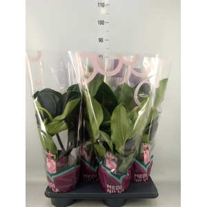 Medinilla magn.