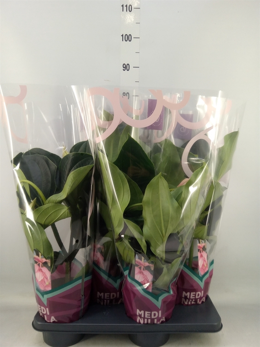 <h4>Medinilla magn.</h4>