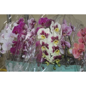 PHALAENOPSIS CASCATA P15 MIN 11 FLS