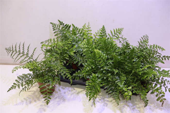 <h4>Asple Parvati</h4>