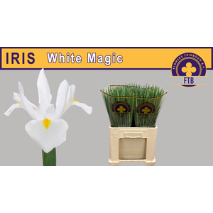 IRIS WHITE MAGIC