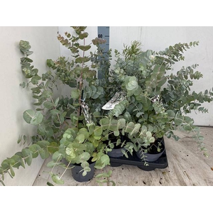 EUCALYPTUS P16