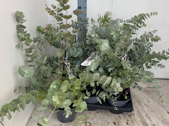 <h4>EUCALYPTUS P16</h4>