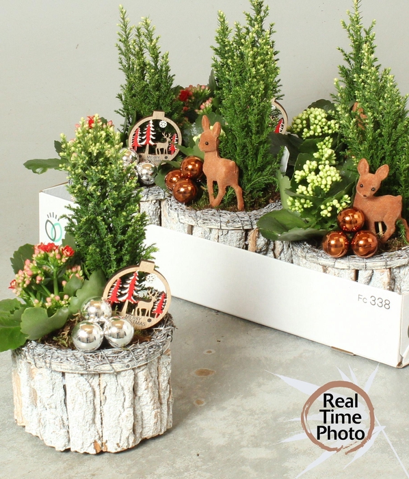 <h4>ARR KAMERPL</h4>